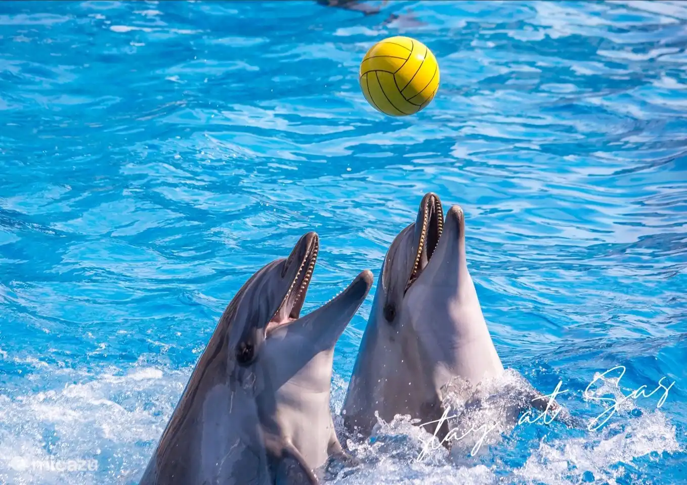 Das Dolfinarium in Harderwijk ist wirklich einen Besuch wert!
