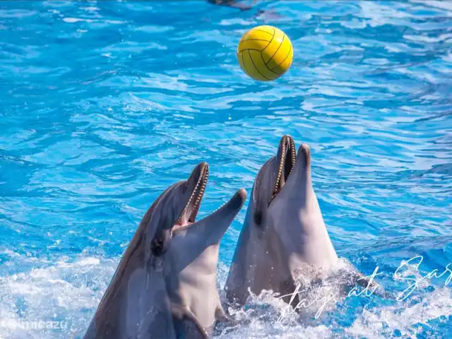 tiny house huren in Nederland, Gelderland, Epe – StayatSas Tiny House Sam op Veluwe! Het Dolfinarium in Harderwijk is echt de moeite waard om naartoe te gaan!