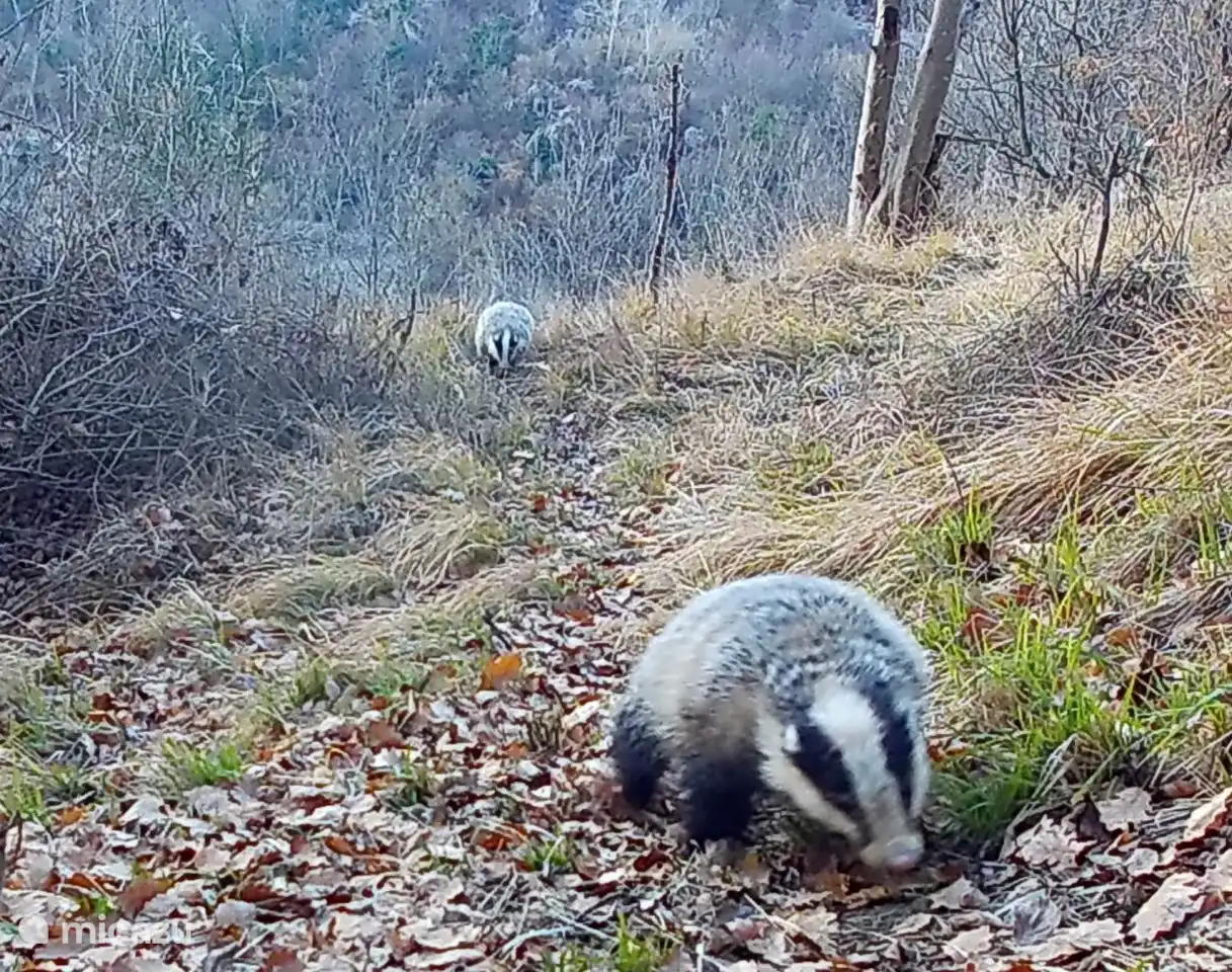Viele Tiere leben im Wald rund um das Haus. Hier sind zwei Krawatten.