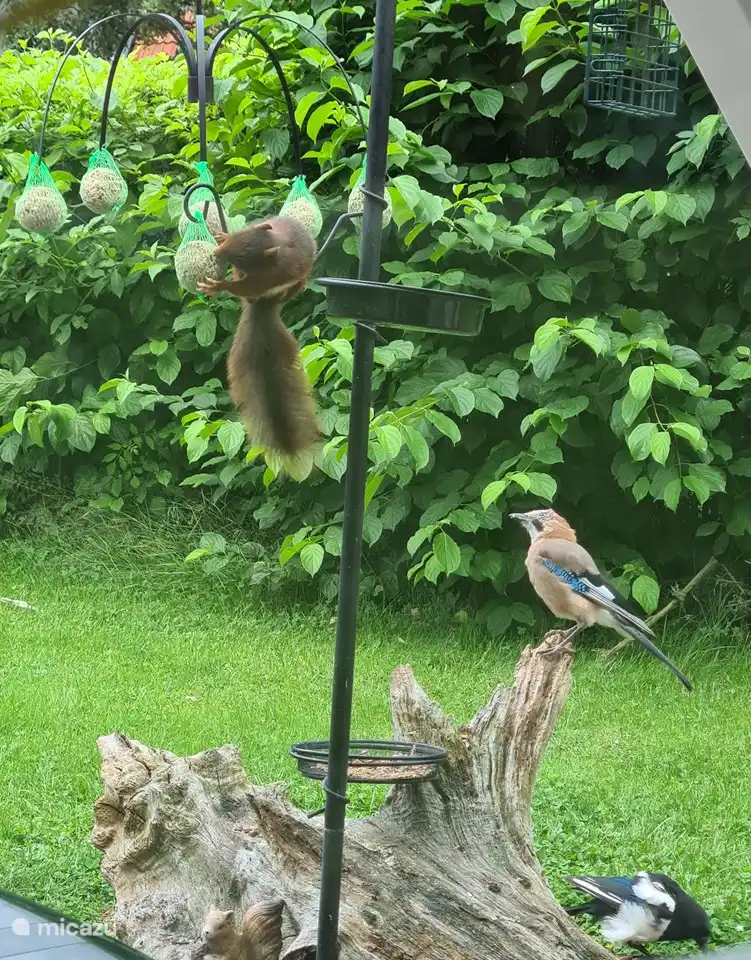 Ardillas y pájaros visitan regularmente el jardín.
