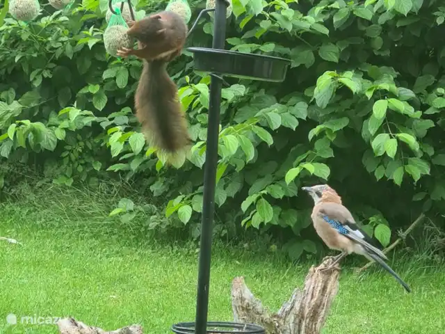 Ambiente y desmontaje en el parque de vacaciones en Países Bajos, Overijssel, Gramsbergen - casa vacacional Ardillas y pájaros visitan regularmente el jardín.
