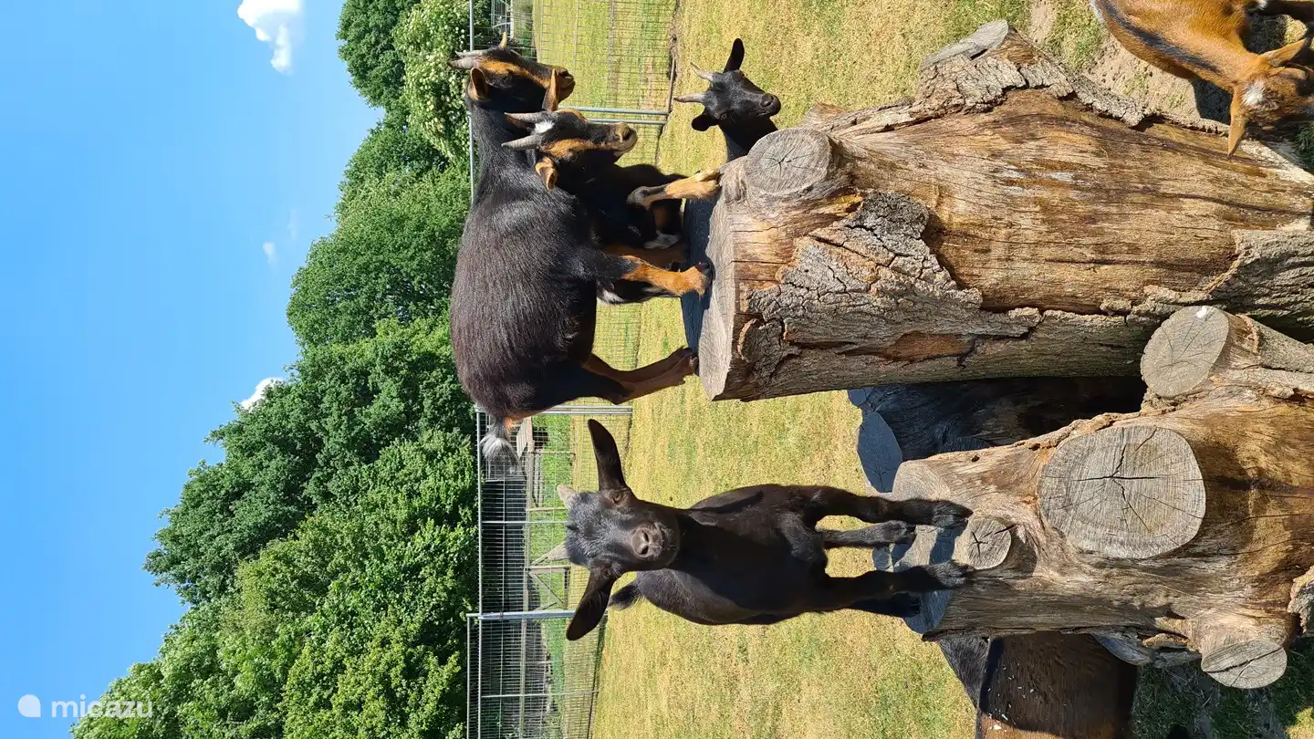 El zoológico de mascotas