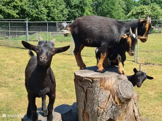 Ambiente y desmontaje en el parque de vacaciones en Países Bajos, Overijssel, Gramsbergen - casa vacacional El zoológico de mascotas