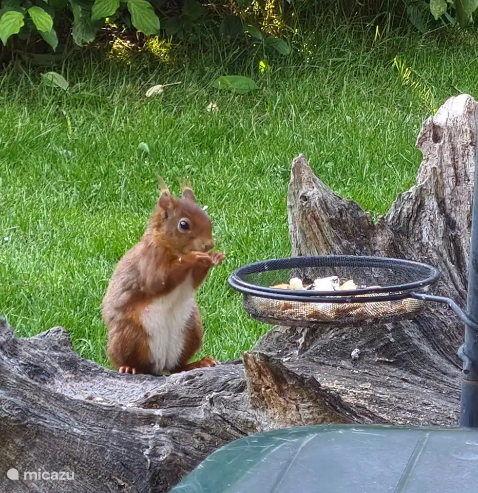 Ardillas en el jardín