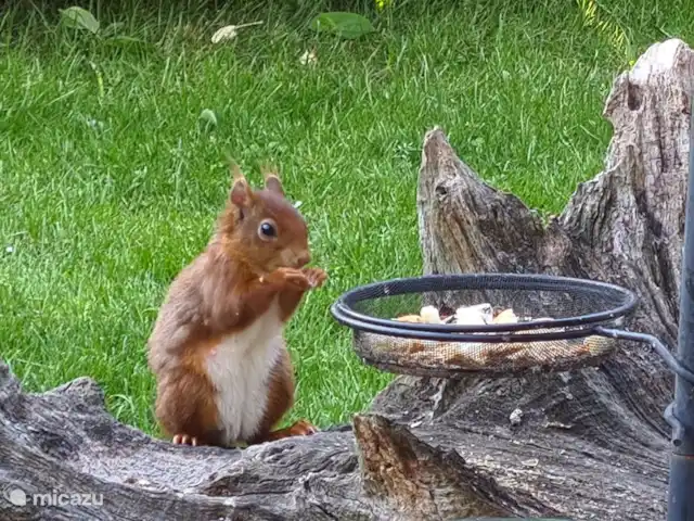 Ambiente y desmontaje en el parque de vacaciones en Países Bajos, Overijssel, Gramsbergen - casa vacacional Ardillas en el jardín