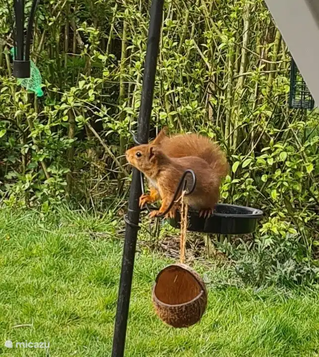 Ardillas en el jardín