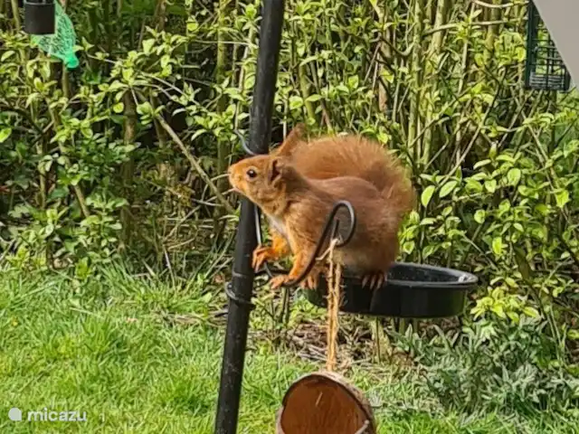 Ambiente y desmontaje en el parque de vacaciones en Países Bajos, Overijssel, Gramsbergen - casa vacacional Ardillas en el jardín
