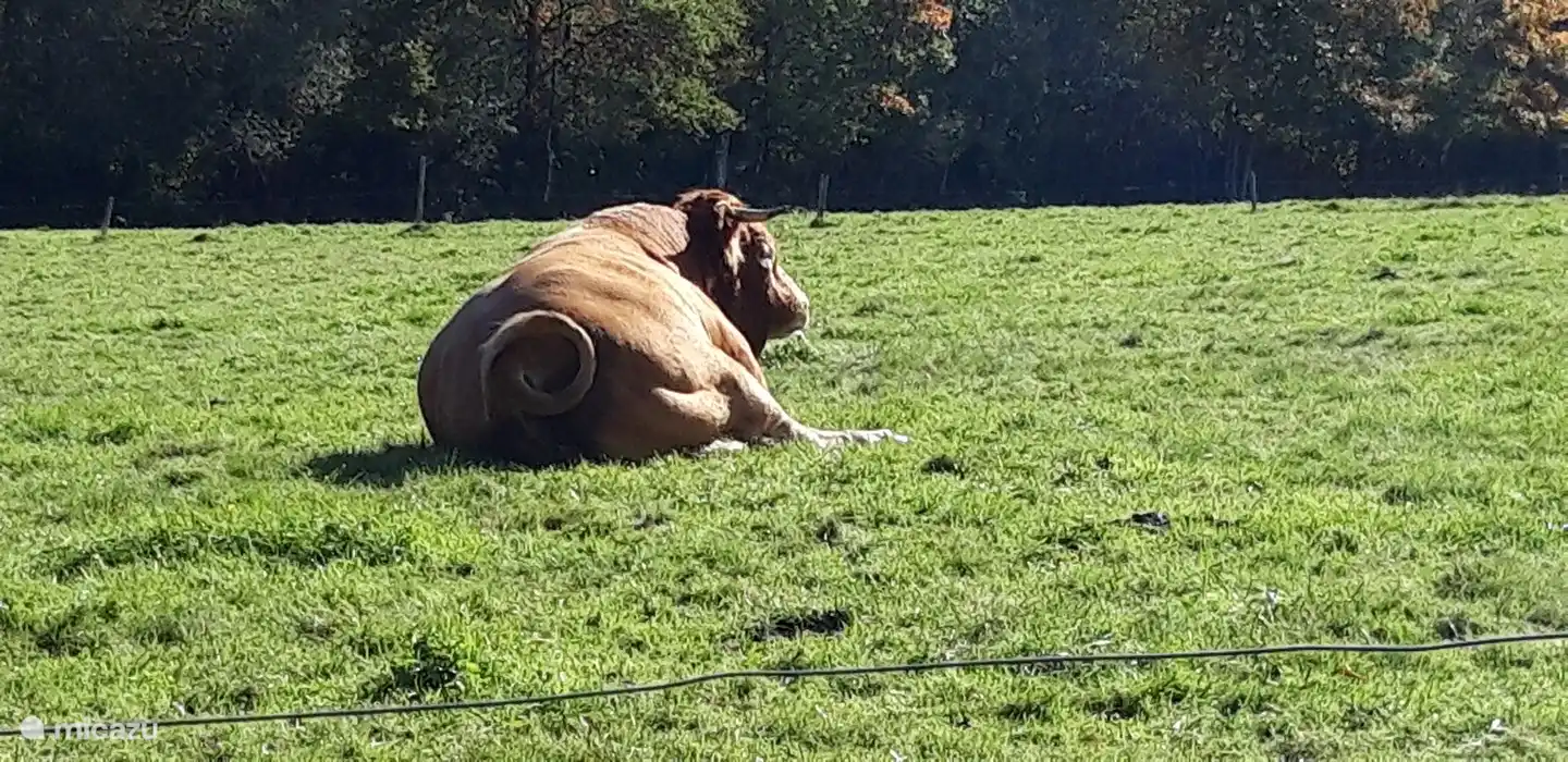 Schön faul auf der Wiese.