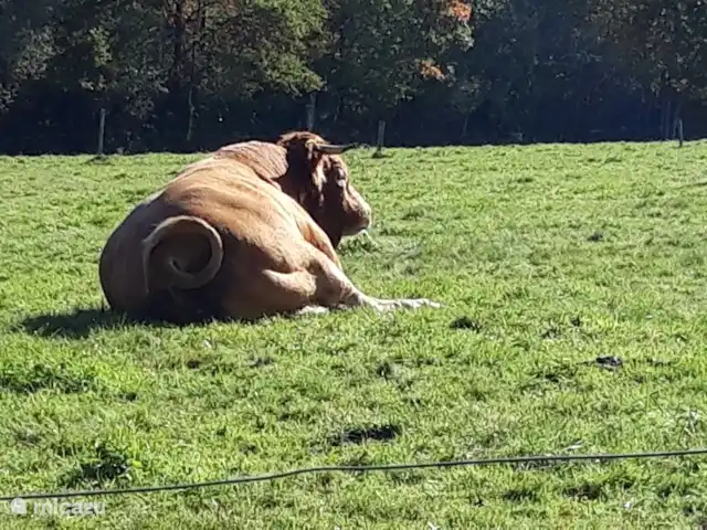 Tinkers Bell en Francia, Charente, Écuras - casa vacacional Agradable y perezoso en el prado.