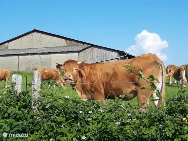 Tinkers Bell en Francia, Charente, Écuras - casa vacacional Saluda a las damas de cerca.