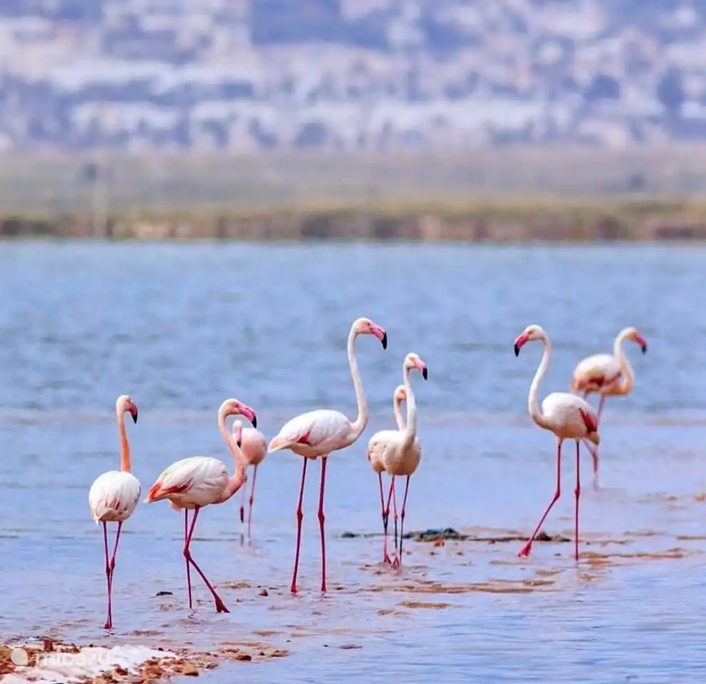 Zoutmeren van Torreveija 