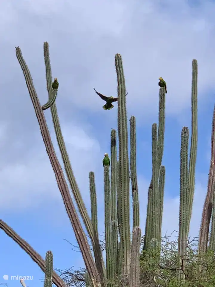 Swarms of parrots regularly fly over and you see sugar thieves and hummingbirds in the garden.