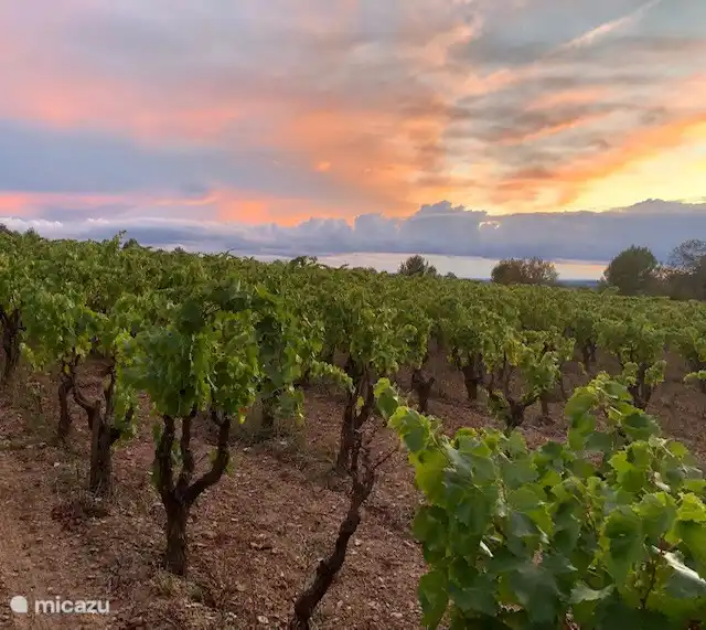 Weinreben Chateau Oupia