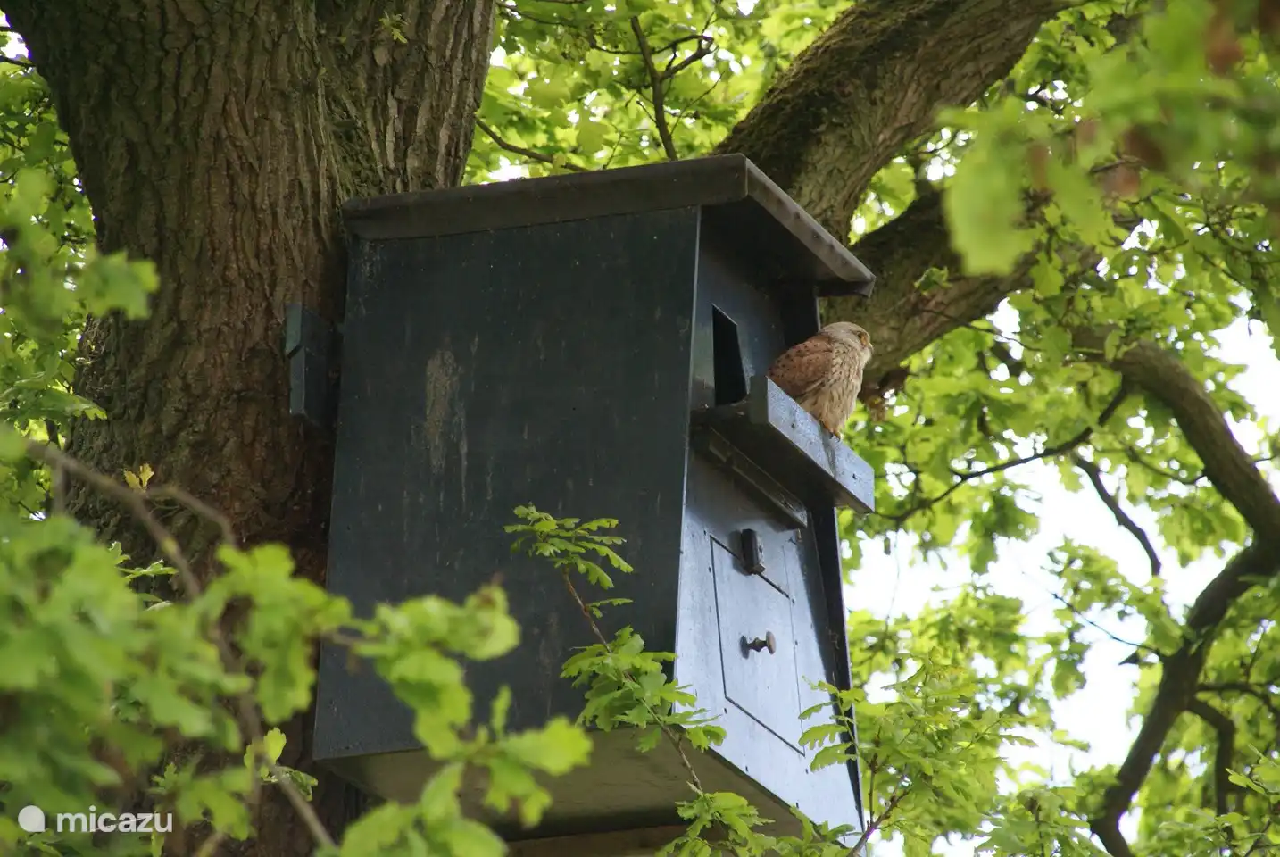 Blick aus Ihrem Wohnzimmer; nistender Turmfalke