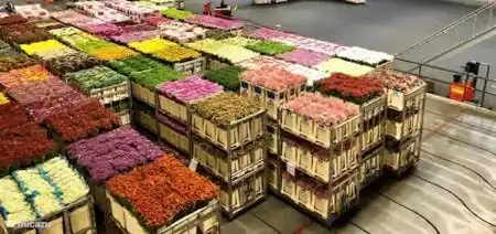 Blumenauktion Aalsmeer