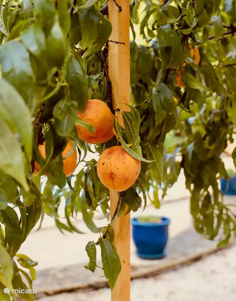 Pfirsichbaum im Innenhof