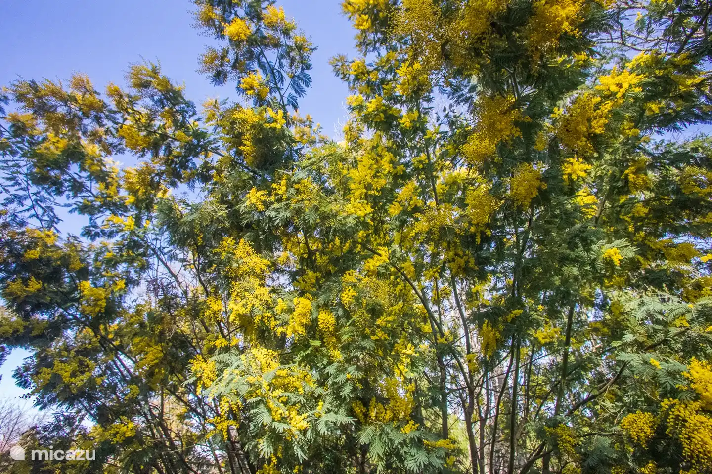 Mimose hinter dem Pool
