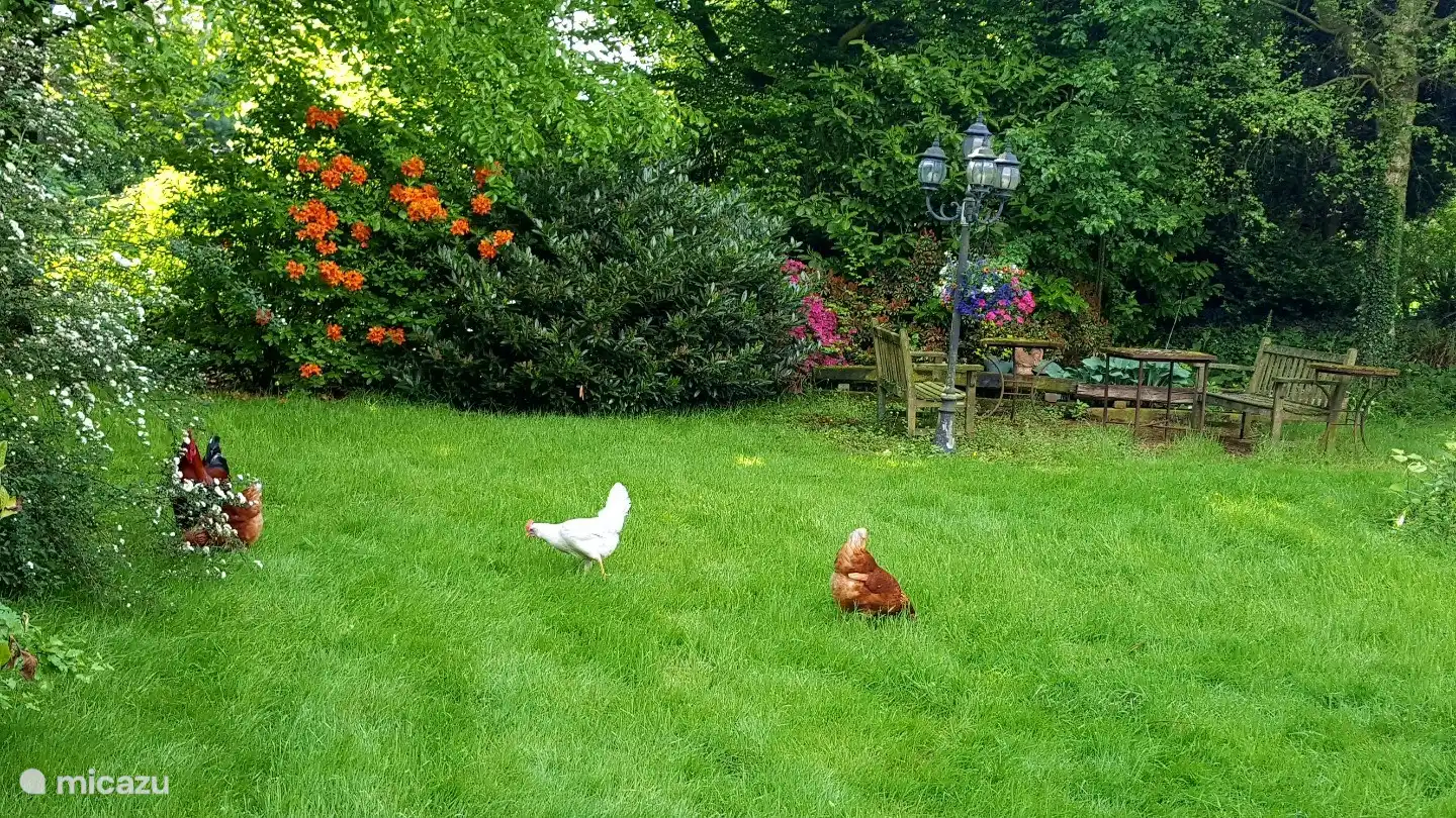Unsere Hühner laufen tagsüber im Garten herum