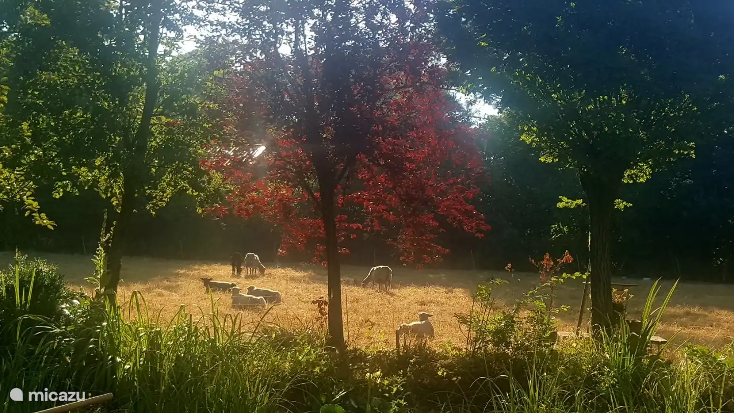 Neben dem Garten haben wir eine Wiese und manchmal einen Schafspaziergang