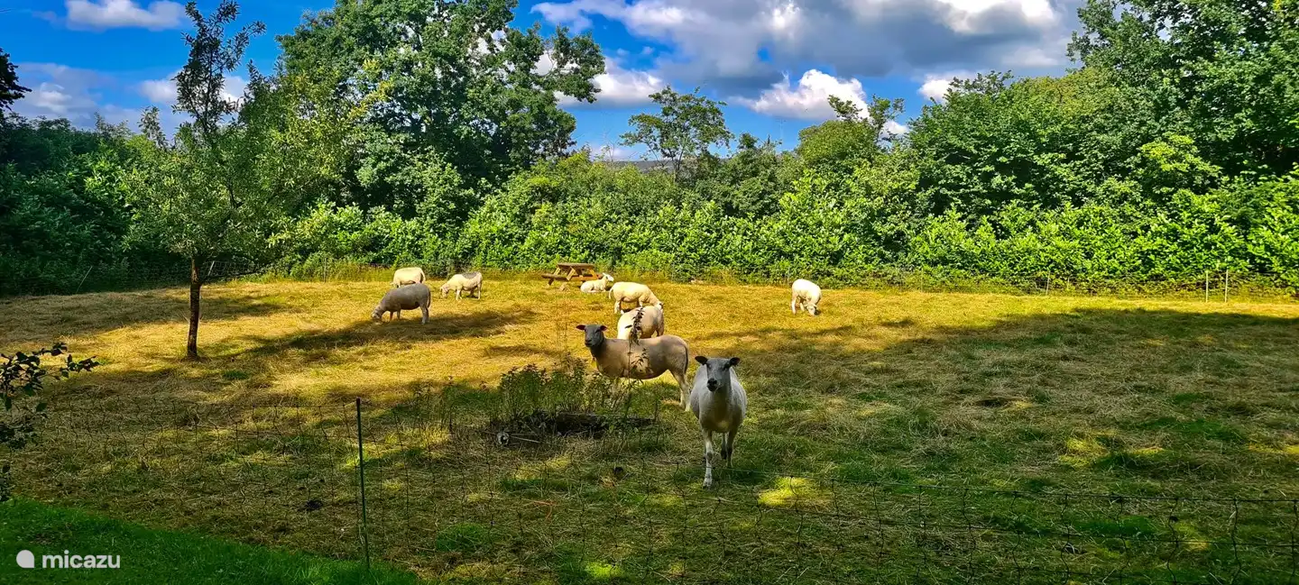 unsere Pferdewiese mit Schafen