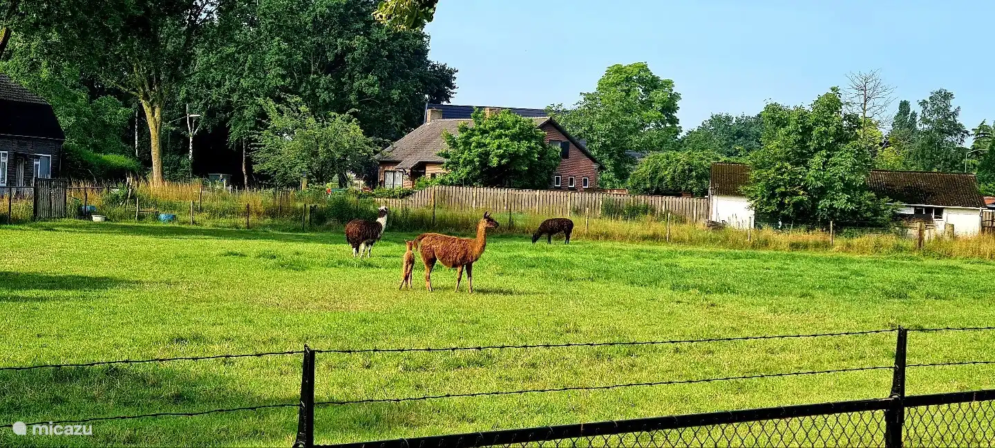 gegenüber dem Gästehaus