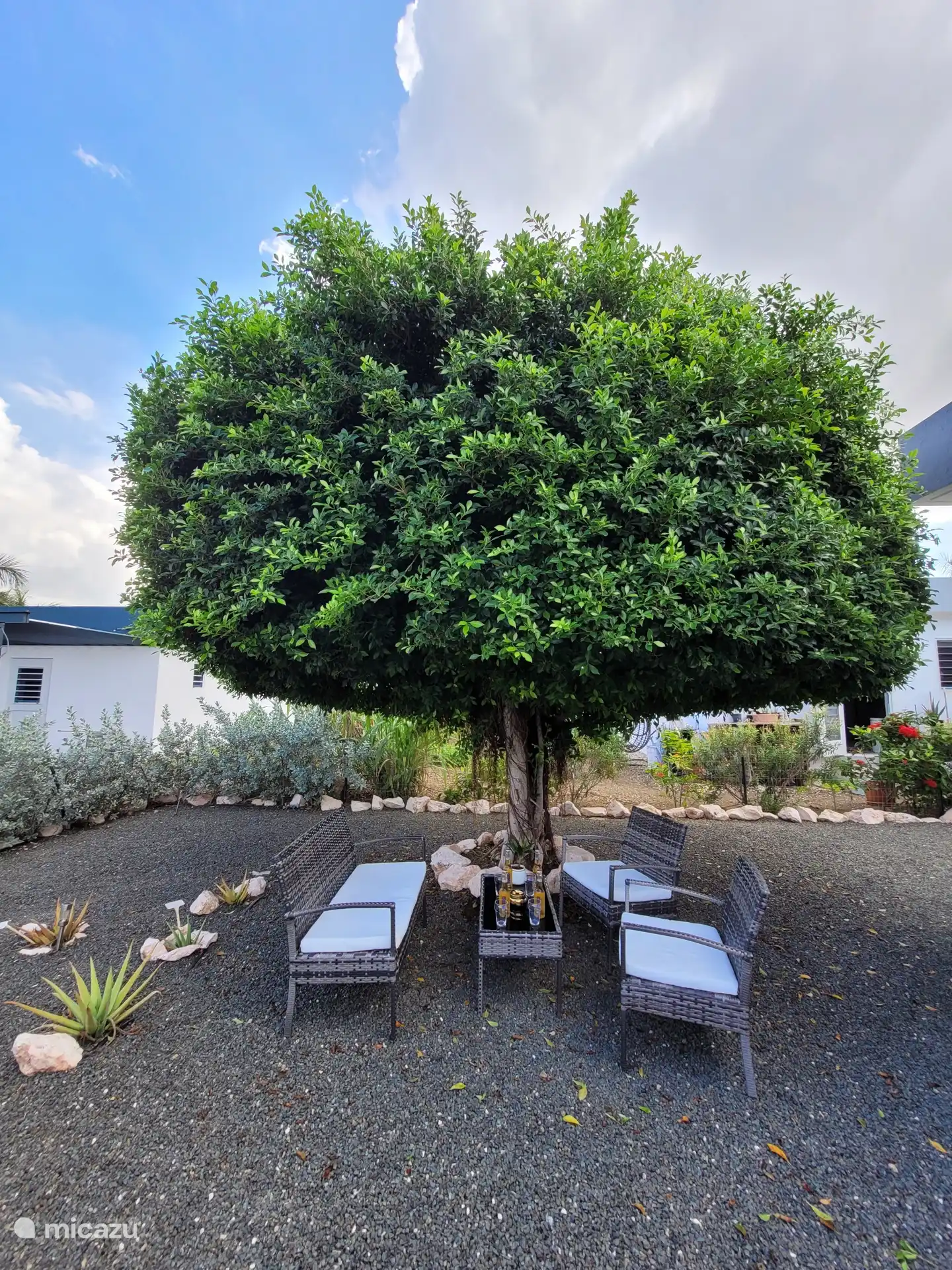 Dans la cour arrière, sous le grand arbre, suffisamment d’ombre au siège