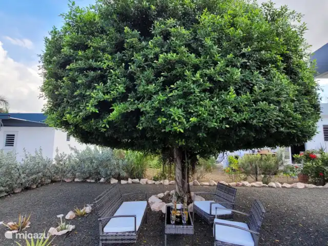 Location de Vacances Curaçao, Curaçao-Centre, Santa Maria, bungalow - Bungalow La Villetta Curaçao Dans la cour arrière, sous le grand arbre, suffisamment d’ombre au siège