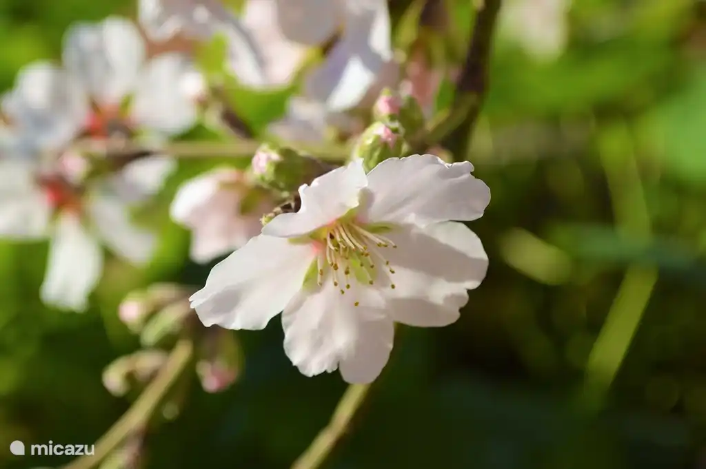 Mandelblüte im zeitigen Frühjahr