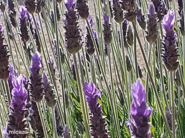 Finca los Bancales | Espagne, Costa Blanca, Benissa - finca lavande merveilleusement parfumée