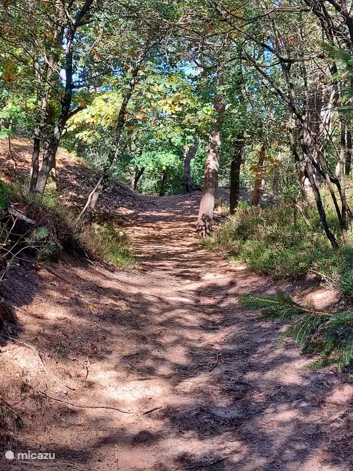 Vom Campingplatz aus können Sie direkt in den Wald gehen, die schönsten Plätze finden Sie an verschiedenen Stellen in der Umgebung.