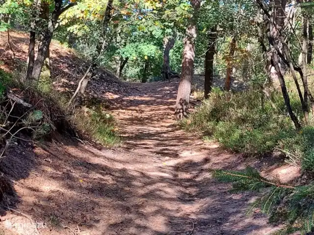 Chalet Veluws Profitez | Pays-Bas, Gueldre, Beekbergen - chalet Depuis le camping, vous pouvez vous promener directement dans la forêt, les plus beaux endroits se trouvent à divers endroits de la région.