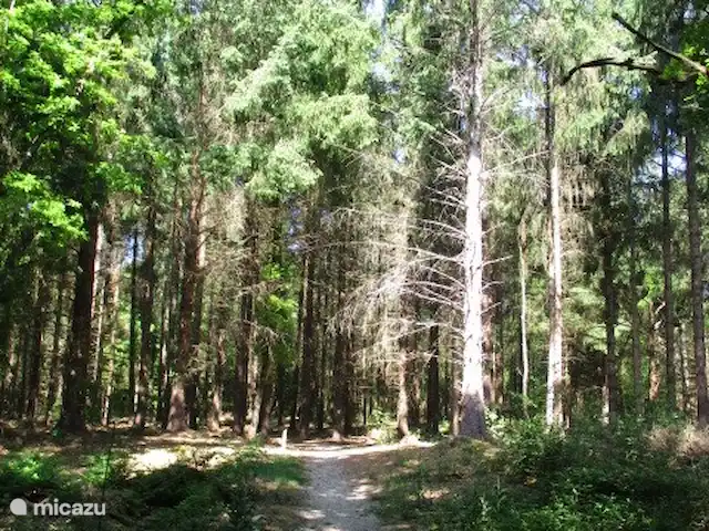 Maison forestière n° 8 | Pays-Bas, Groningue, Marum - chalet