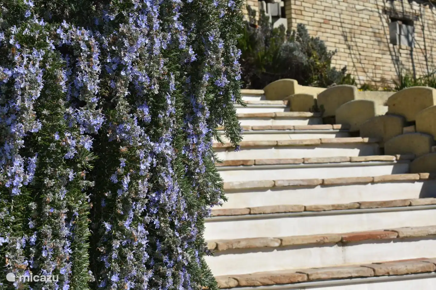 die Treppe zum Pool, Blumen überall!