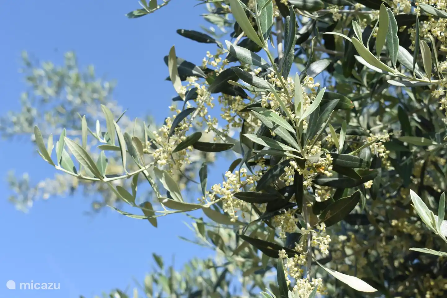 Olivenbäume überall