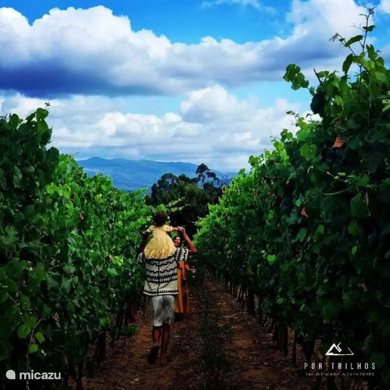 Passeios pelas Vinhas da Região