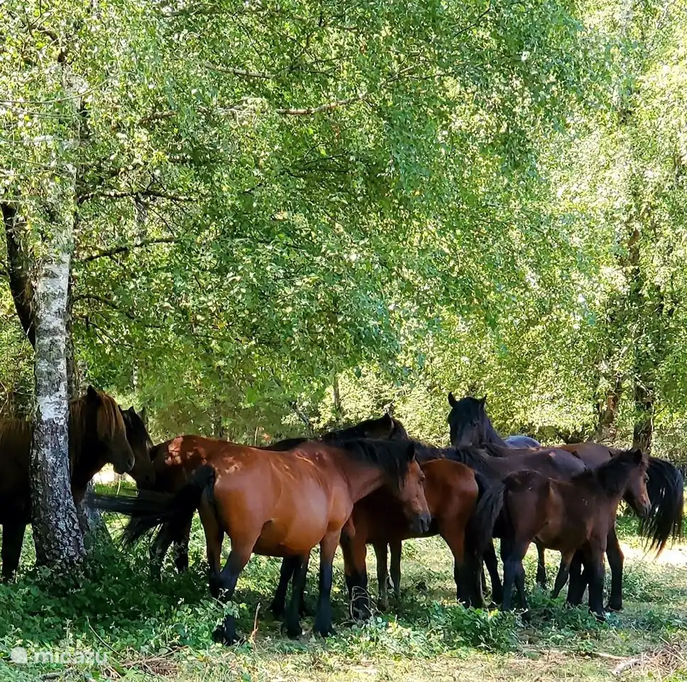 Moinhos de Rei/Abadim . Bravos = Wildpferde