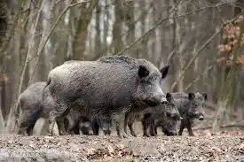 les sangliers se trouvent dans les speuldebos, pendant la journée ils ne se montrent pas, les cerfs peuvent être vus pendant la journée, mais les sangliers sont rarement vus