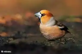 beaux oiseaux spéciaux dans la forêt de Speulder