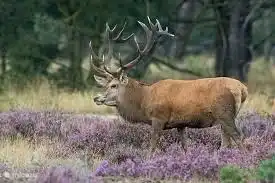 vous voyez le cerf plus sur la lande, aussi pendant la journée,
sur la lande, donc le chien doit y être tenu en laisse, dans la forêt elle-même, ils sont autorisés à se promener librement presque partout