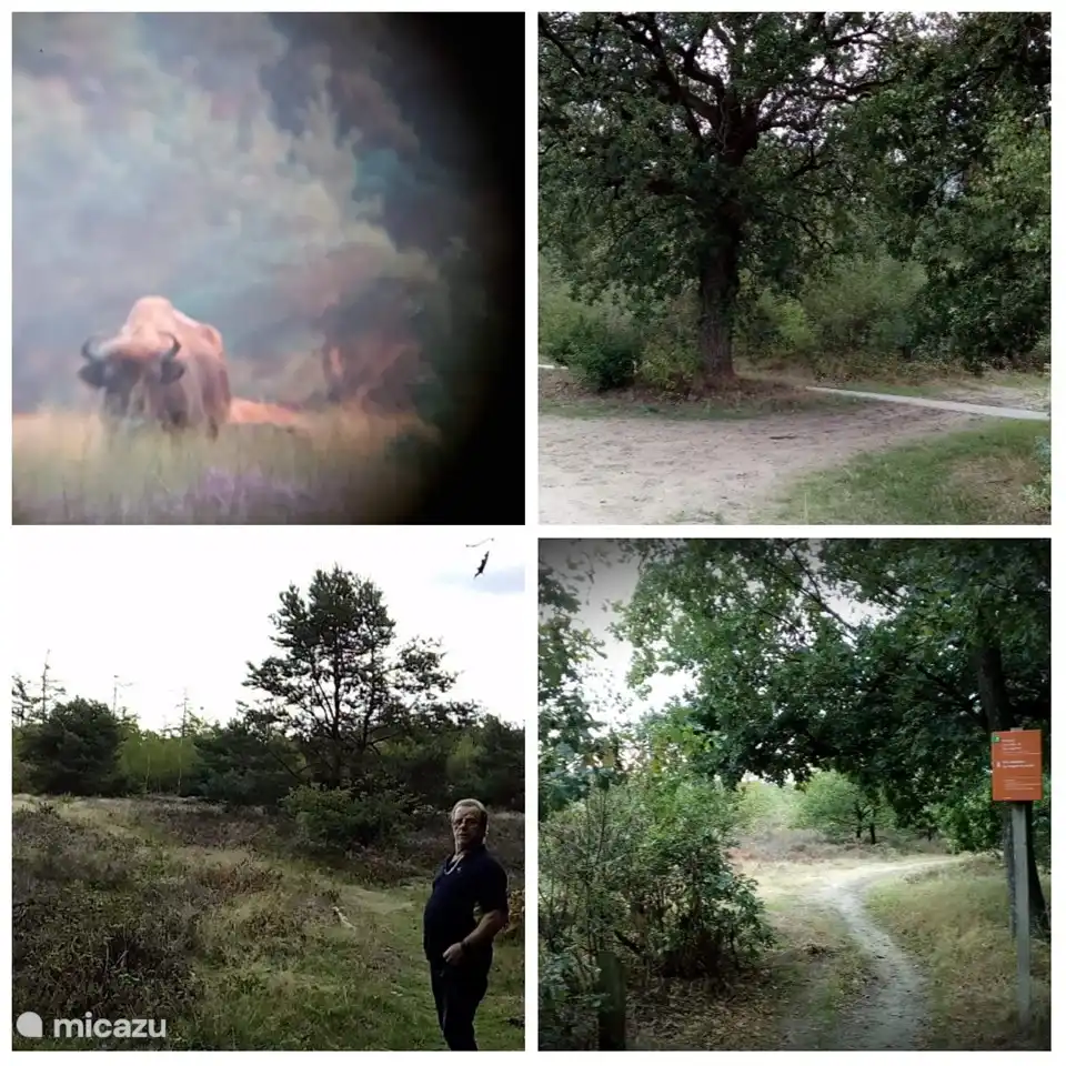la zone où vous pouvez vous promener