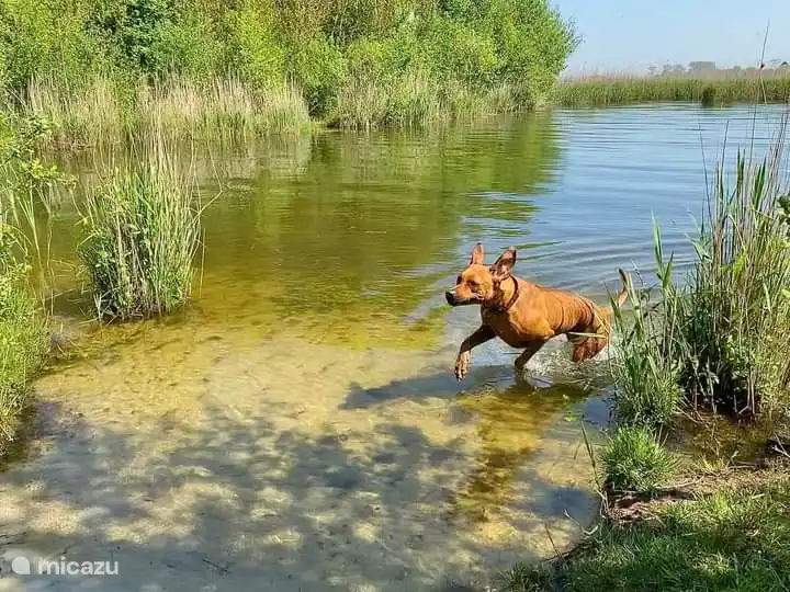 Laisser son chien nager 