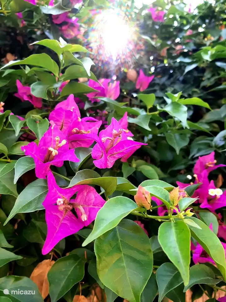 Bougainvillea