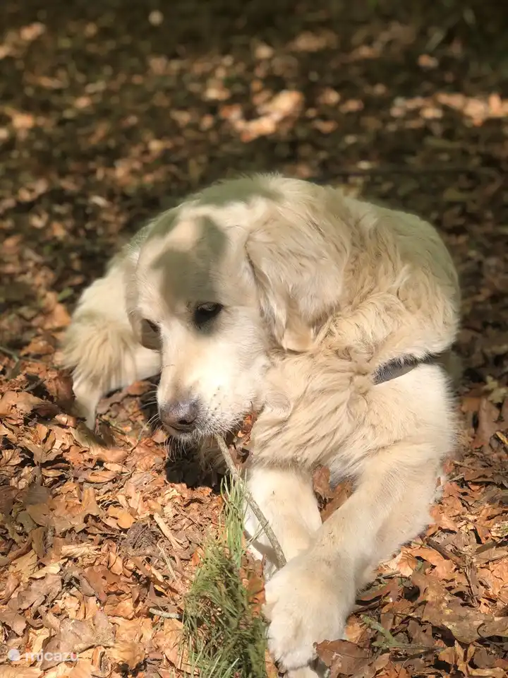 Unser Golden Retriever Dan