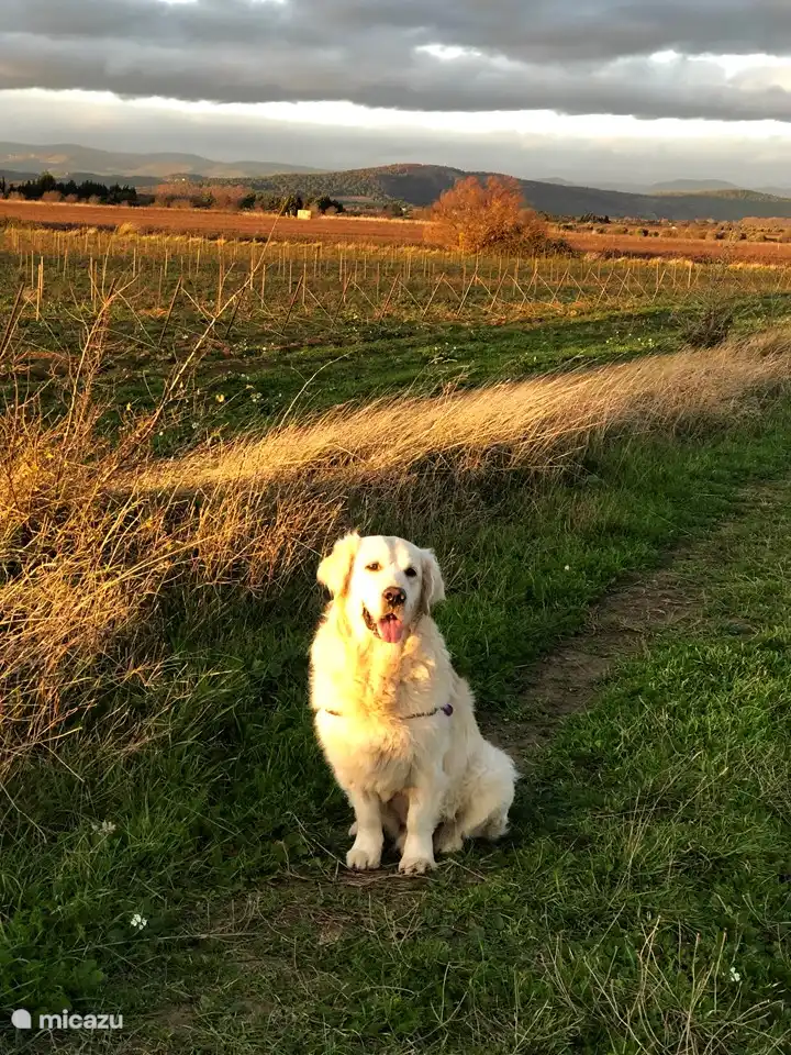 Unser Golden Retriever Daan