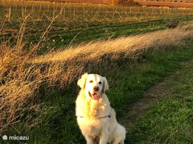 gîte / cottage huren in Frankrijk, Aude, Ginestas – Maison du Midi, appartement Inesta Onze Golden retriever Daan