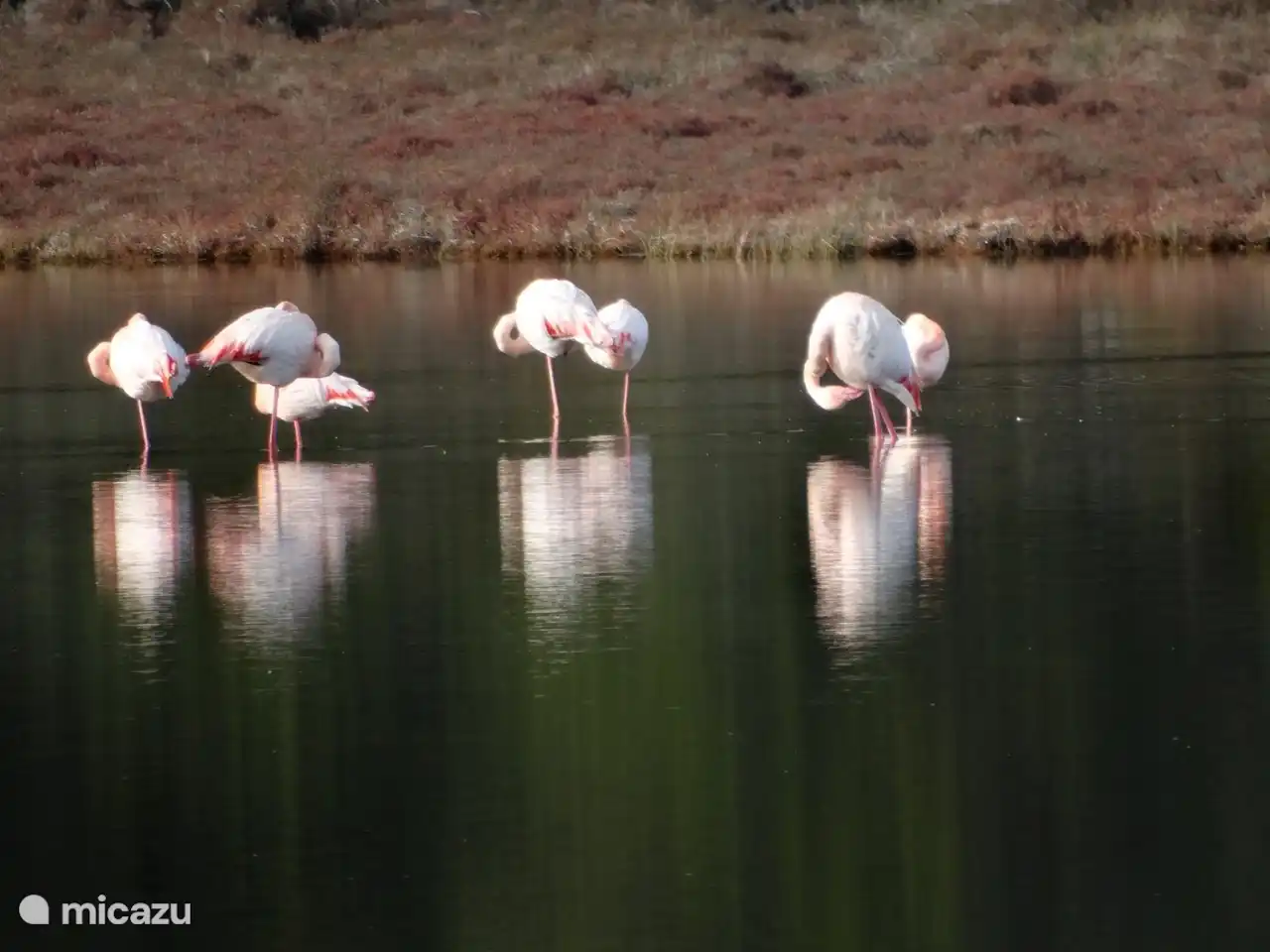 Flamingos Gruissan