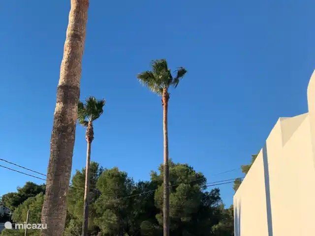 Location de Vacances Espagne, Costa Blanca, Moraira, villa - Casa Pescador - Benissa/Moraira Palmiers se balançant contre un ciel bleu clair