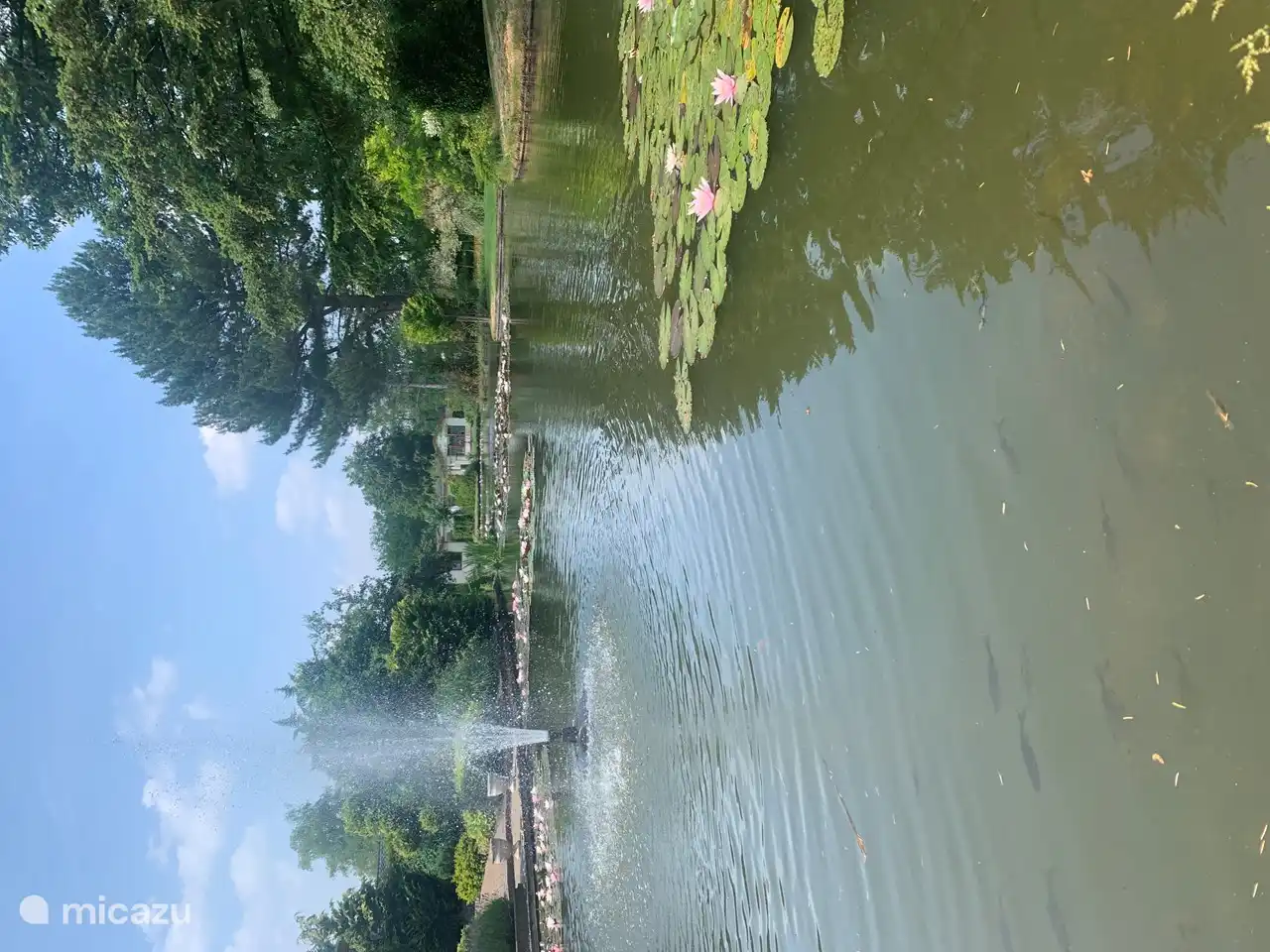 View of the pond with water lilies and the fish
