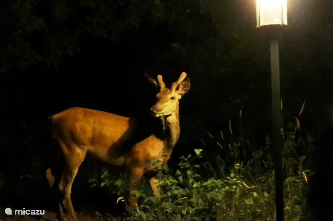 Another photo taken from the bedroom by one of our tenants.