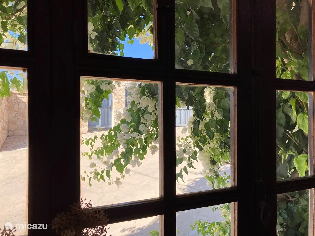 Weiße Bougainvillea